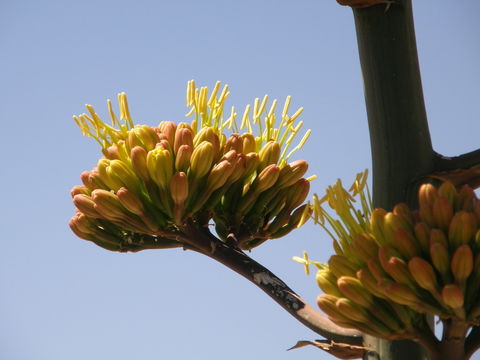 Image de Agave parryi subsp. neomexicana (Wooton & Standl.) B. Ullrich