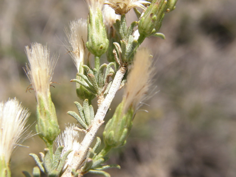 Image of yerba de pasmo