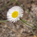 Image of running fleabane