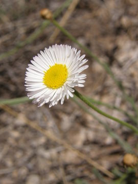 Imagem de Erigeron tracyi Greene