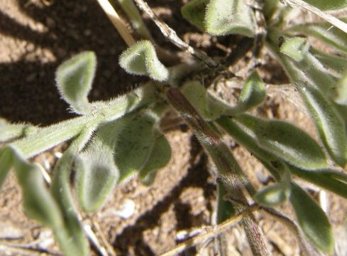 Image of running fleabane