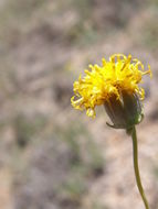 Image of Hopi tea greenthread