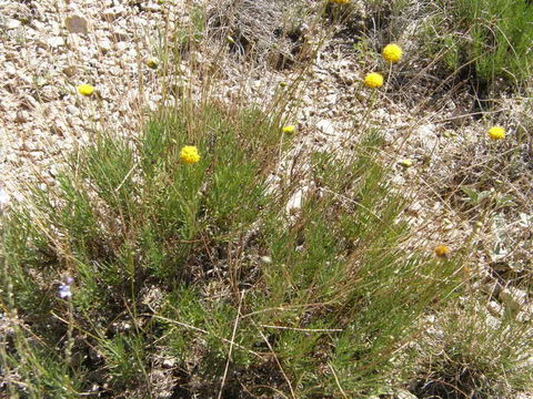 Image de Thelesperma longipes A. Gray