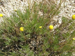 Image de Thelesperma longipes A. Gray