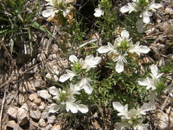 Teucrium laciniatum Torr.的圖片