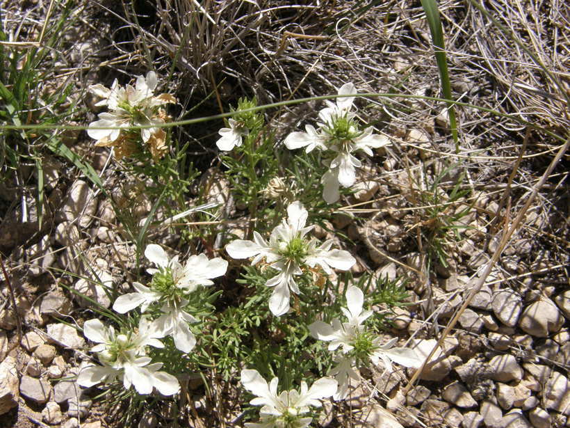 Image of lacy germander