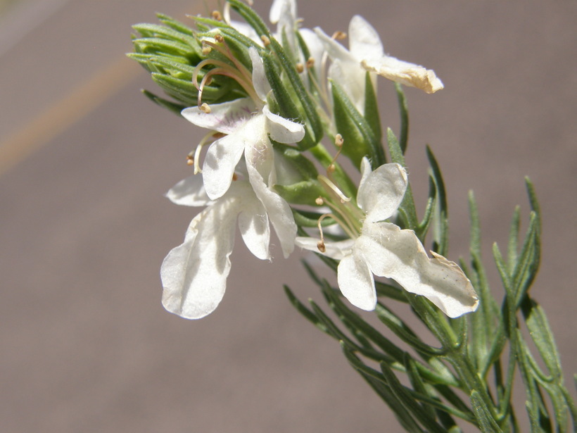 Teucrium laciniatum Torr.的圖片