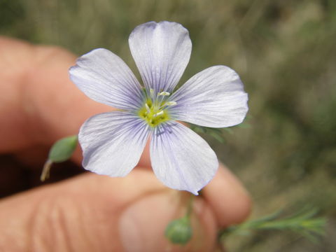 Image of meadow flax