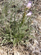 Image of James' beardtongue