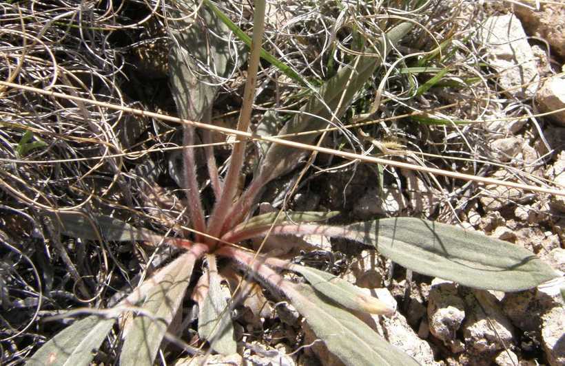 Image of Havard's buckwheat