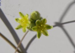 Image of Havard's buckwheat