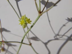 Image of Havard's buckwheat