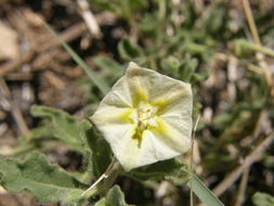 Image de Chamaesaracha sordida (Dun.) A. Gray