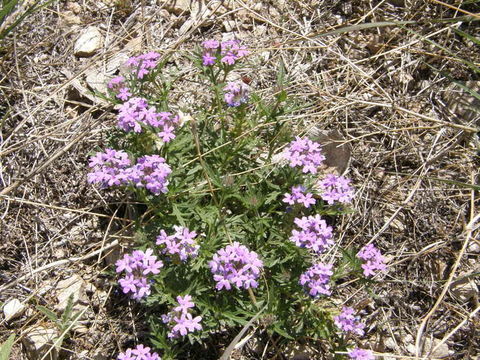 Image of Dakota mock vervain