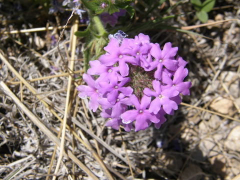 Image of Dakota mock vervain