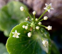 Image de Hydrocotyle umbellata L.