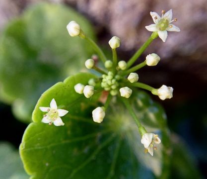 Imagem de Hydrocotyle umbellata L.