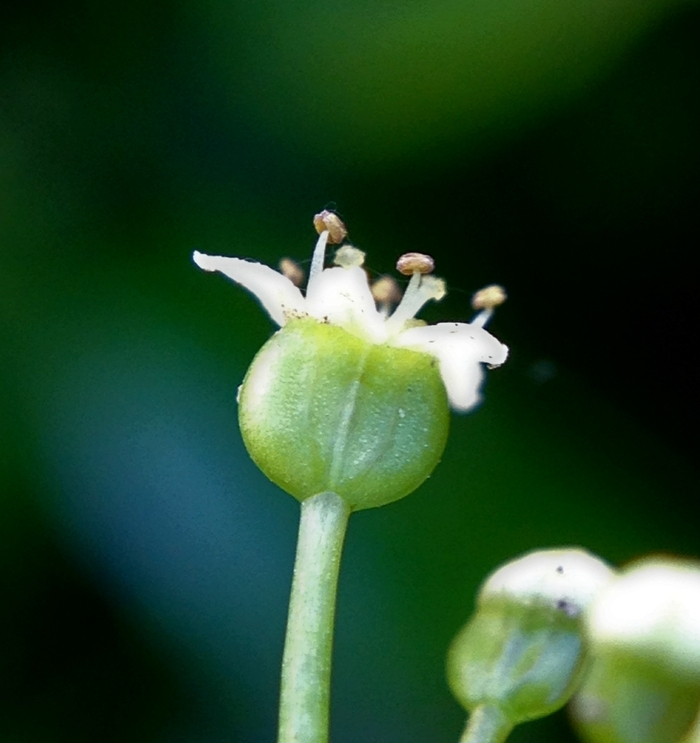 Image de Hydrocotyle umbellata L.