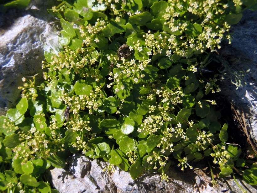 Image de Hydrocotyle umbellata L.