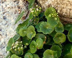 Image de Hydrocotyle umbellata L.