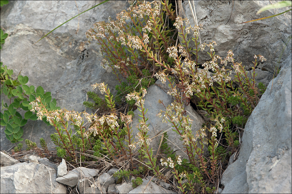 Image of White Stonecrop