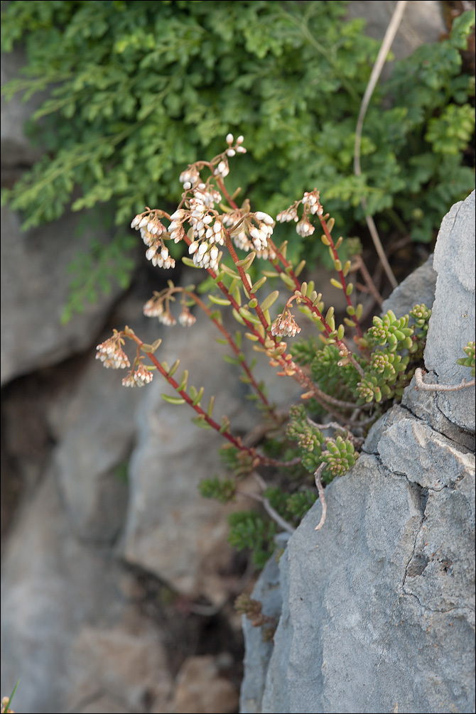 Image of White Stonecrop