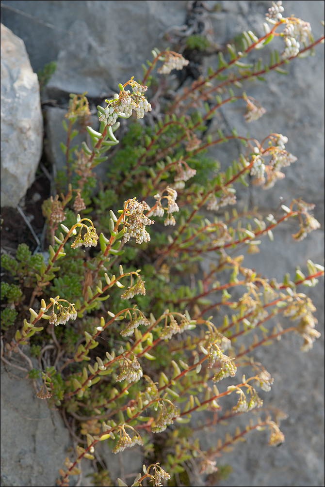 Image of White Stonecrop