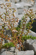 Image of White Stonecrop