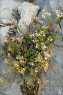 Image of White Stonecrop