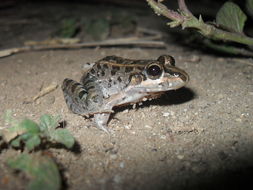 Image of Leptodactylus macrosternum Miranda-Ribeiro 1926