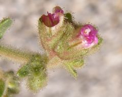 Image of hairy four o'clock