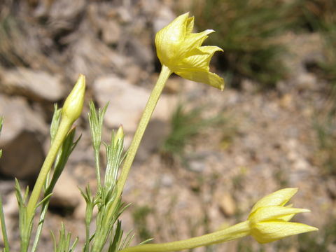 Image of showy menodora