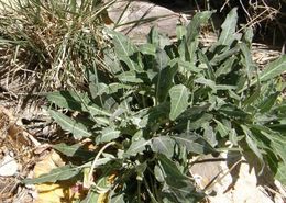 Plancia ëd Oenothera brachycarpa A. Gray