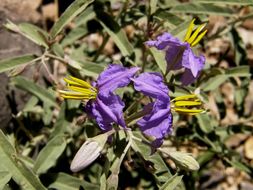 Image de Solanum elaeagnifolium Cav.