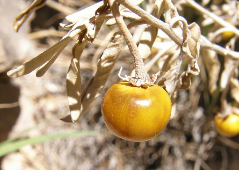 Image de Solanum elaeagnifolium Cav.