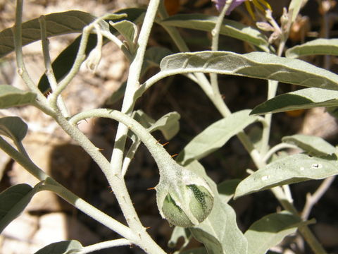 Imagem de Solanum elaeagnifolium Cav.