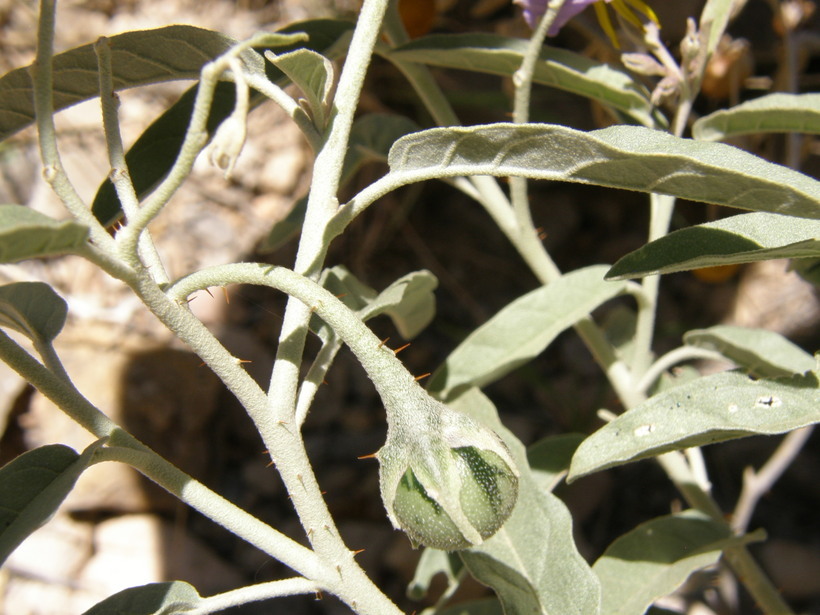 Image de Solanum elaeagnifolium Cav.