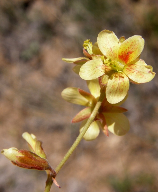 Image de Hoffmannseggia drepanocarpa A. Gray