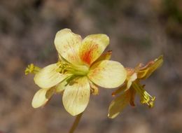 Image de Hoffmannseggia drepanocarpa A. Gray