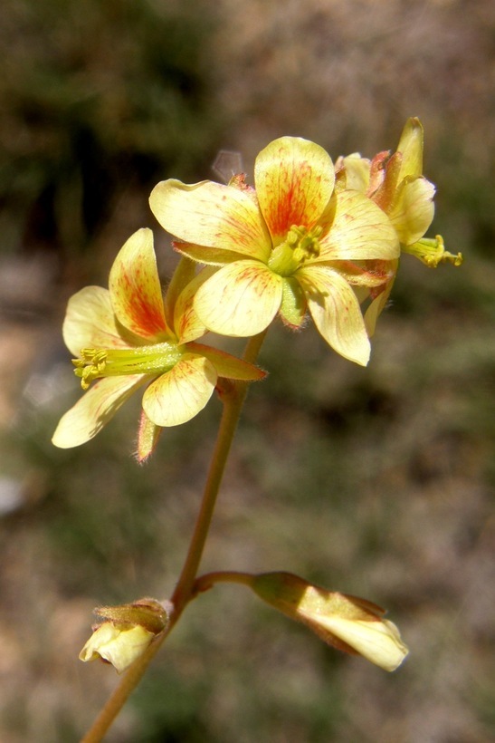 Image de Hoffmannseggia drepanocarpa A. Gray