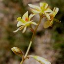 Image of sicklepod holdback