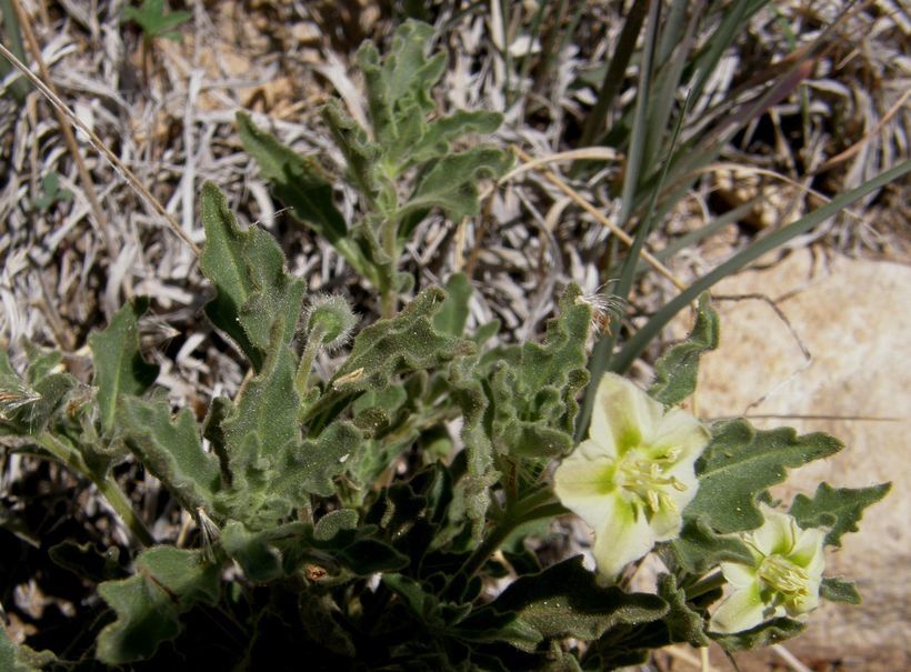 Image de Chamaesaracha sordida (Dun.) A. Gray