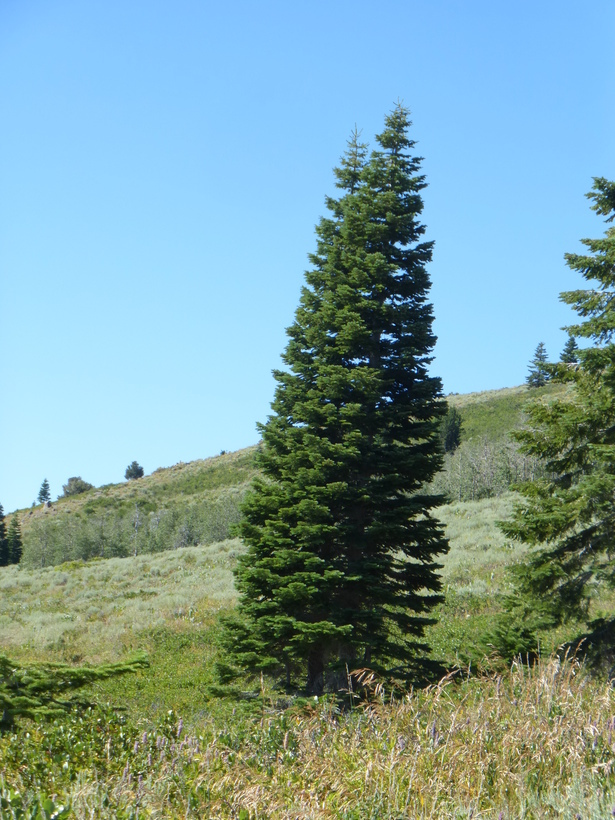 Image of white fir