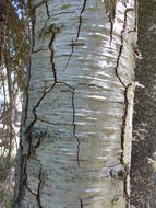 Image of white fir