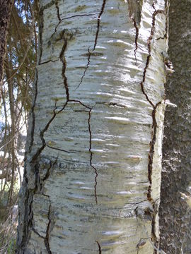 Image of white fir