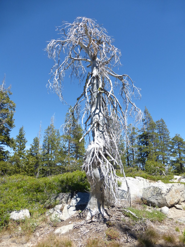 Image of white fir