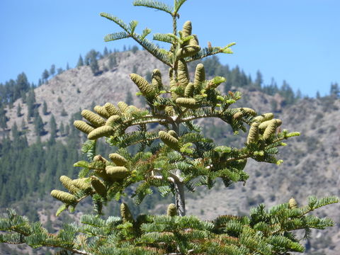 Image of white fir