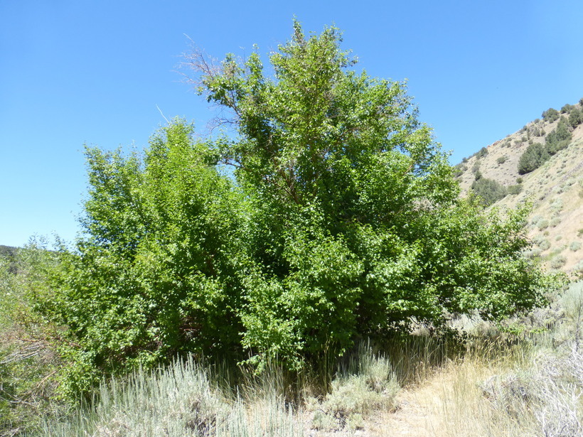 Image of Black birch