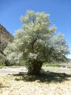 Image of Russian olive