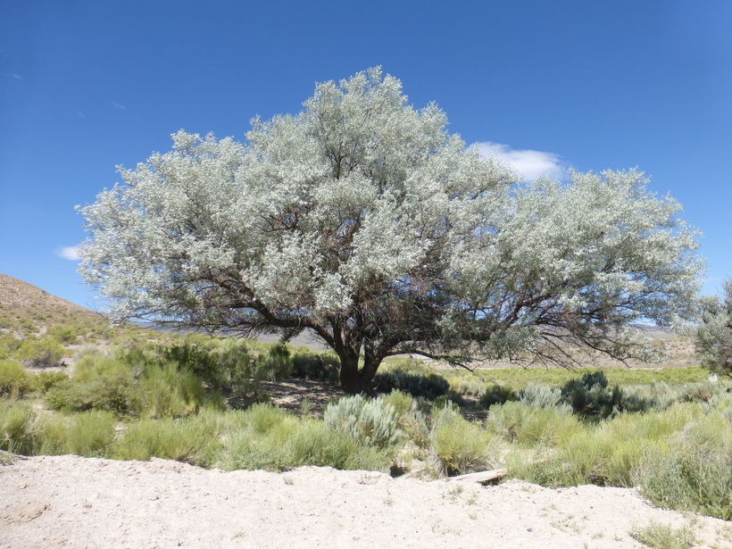 Image of Russian olive